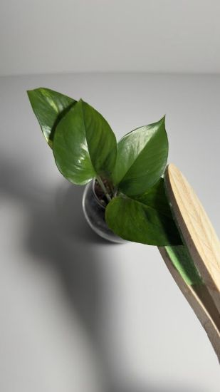 صورة أداة مسح الأوراق